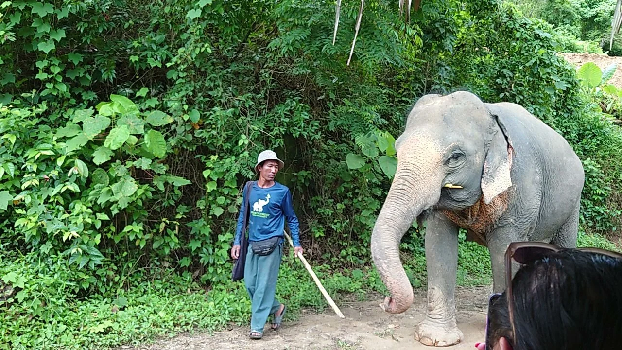 Hidden Forest Elephant Reserve - Sanctuary in Phuket