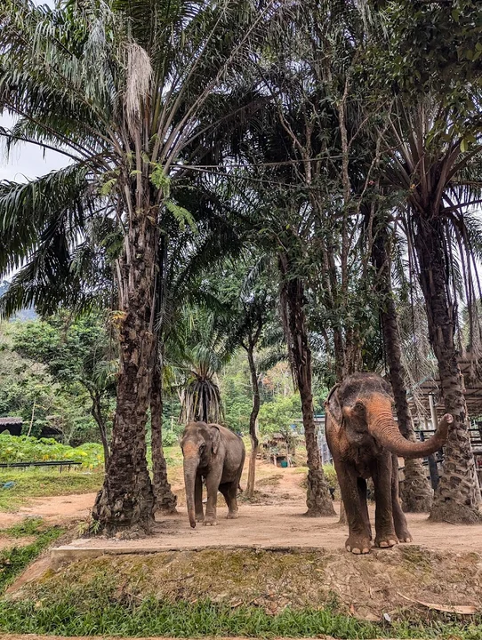 Phuket Elephant Nature Reserve