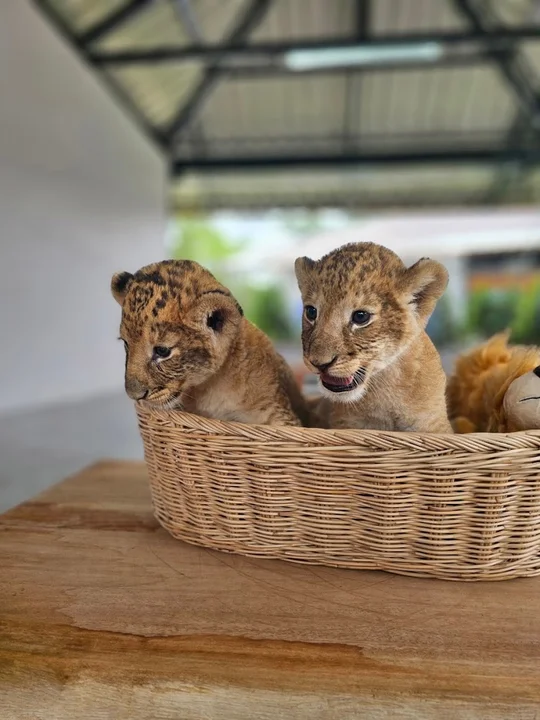 Lion Land Phuket