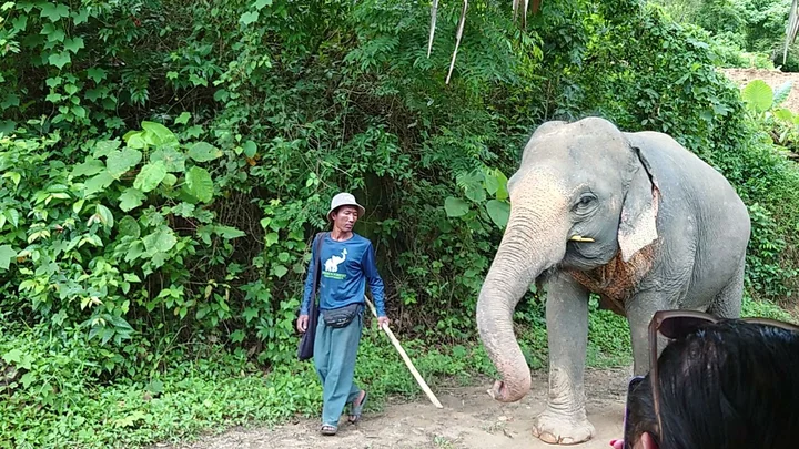 Hidden Forest Elephant Reserve - Sanctuary in Phuket
