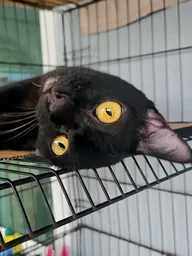 Scaredkitty213