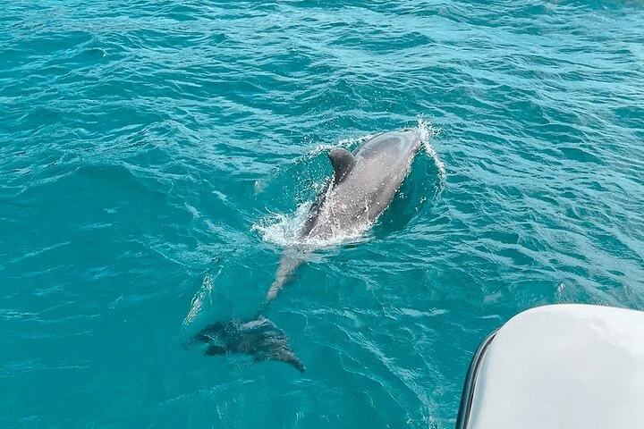 Private Boat Tour with Dolphin Spotting and Snorkelling from Phuket - 2