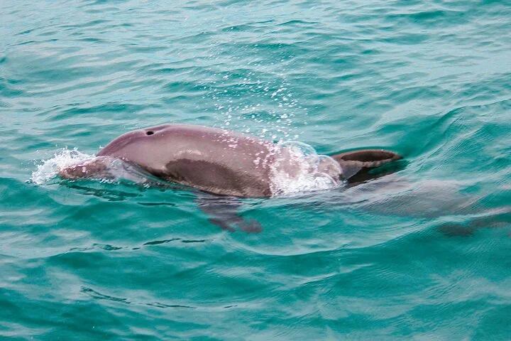 Private Boat Tour with Dolphin Spotting and Snorkelling from Phuket - 4
