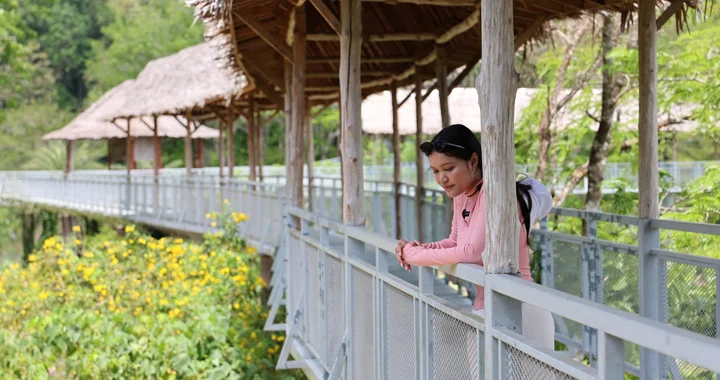 Canopy Walkway Visit & Elephant Experiences