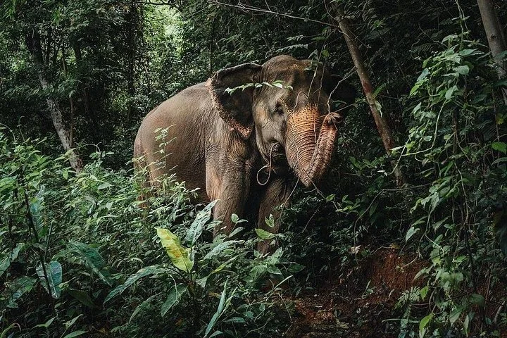 Phuket Elephant Nature Reserve Ethical Sanctuary at Phuket Elephant Nature Reserve