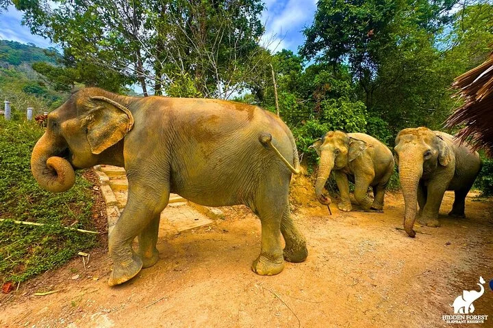 Phuket: Hidden Forest Elephant Reserve Guided Tour with Lunch at Hidden Forest Elephant Reserve - Sanctuary in Phuket