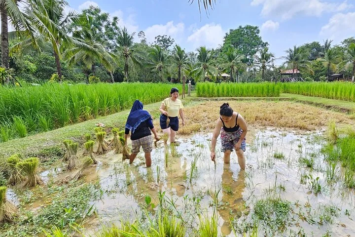 Old Phuket Farm Ticket - Countryside Local Life Culture