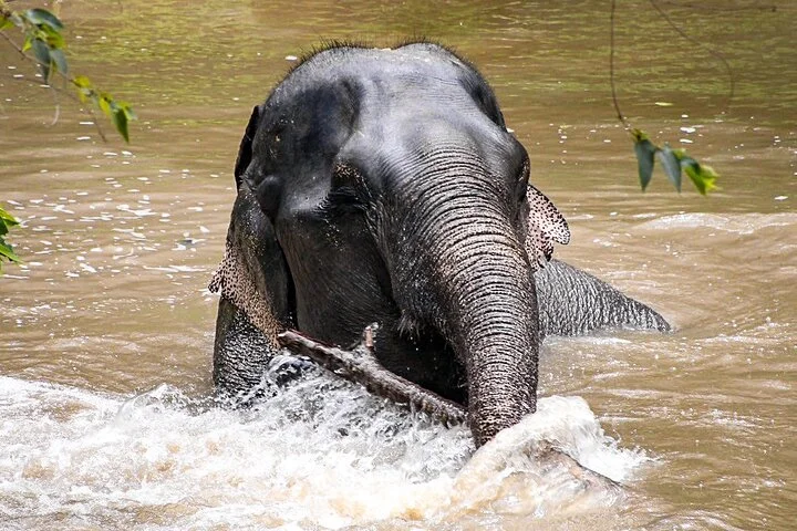 Phuket Elephant Sanctuary Canopy Walkway Tour