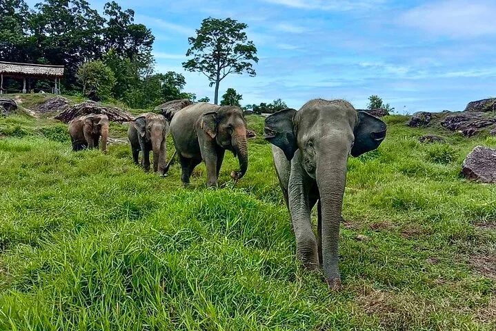 Phuket City Tour & Elephant Sanctuary – Town, Temple, Food & View