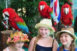 Phuket Bird Park Admission Ticket