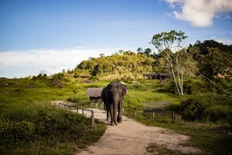 Elephant Nature Experience with Lunch at Bukit Elephant Park